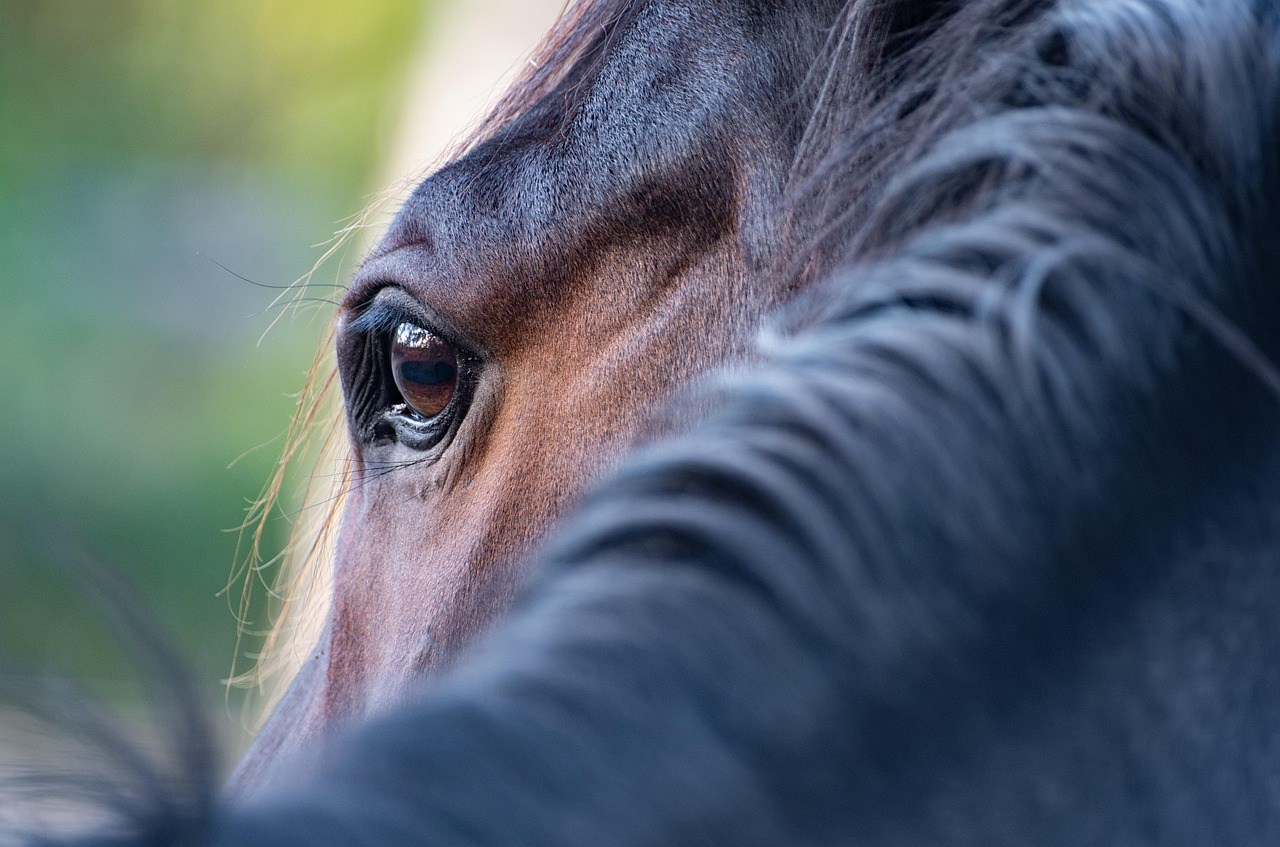 horse, eye, mane, close up, horse eye, horse details, mammal, nature, animal, equine